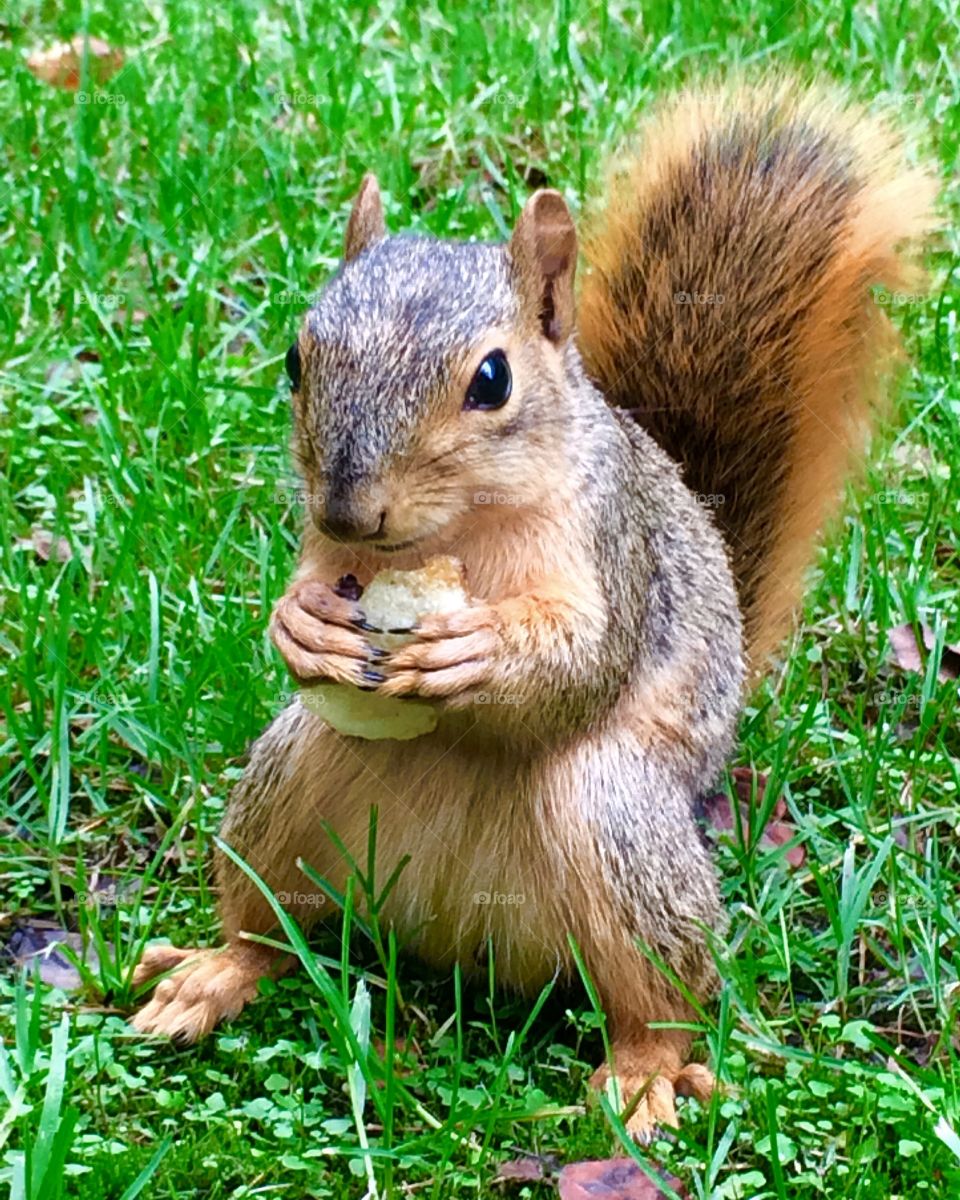 A friendly little squirrel eating a potato chip. Th squirrels name is Dan. 