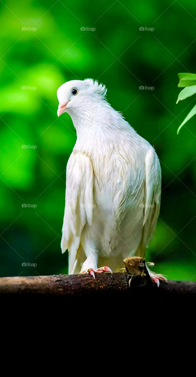 pigeon The oldest way to send mail!