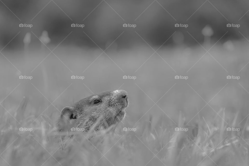 A groundhog peeks out of its hole in a grassy field. Raleigh, North Carolina. 