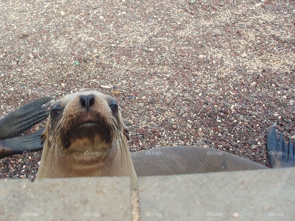 Sealion on the beach