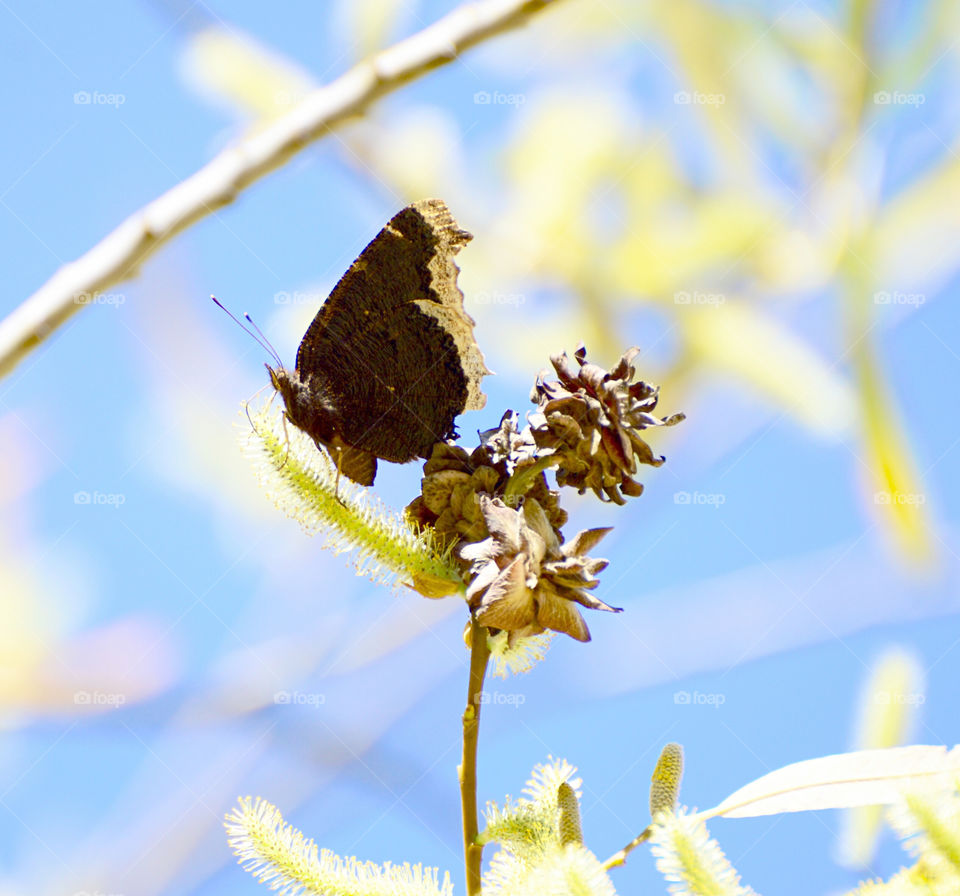 Butterflies 