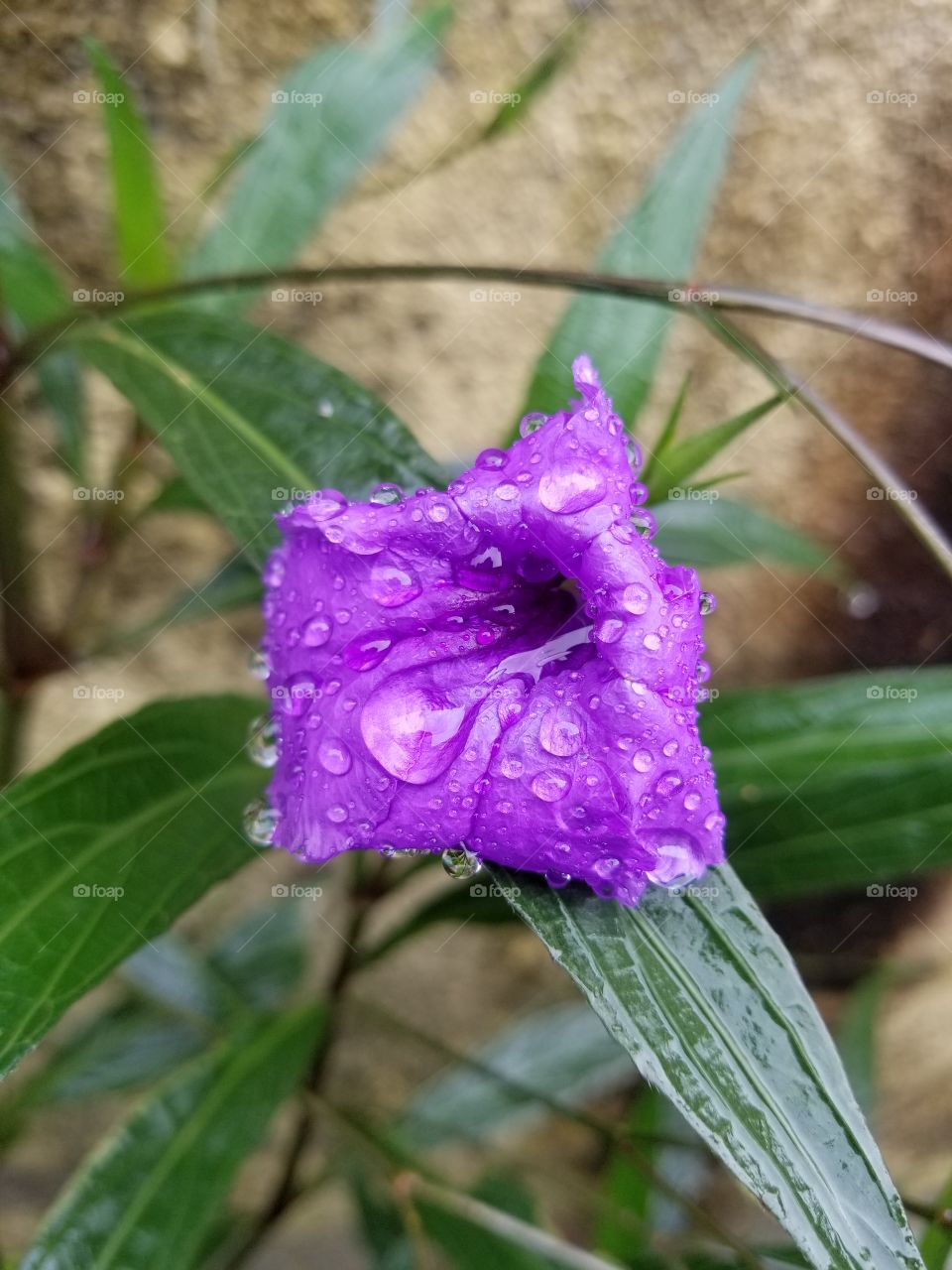 Purple flower with rain drops