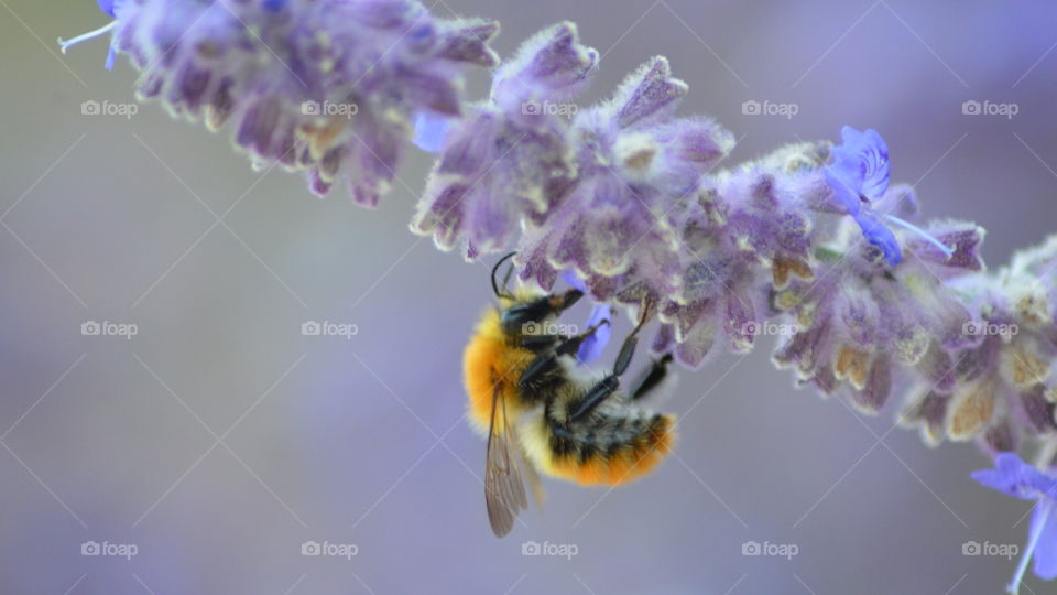 Bee in lavender 2