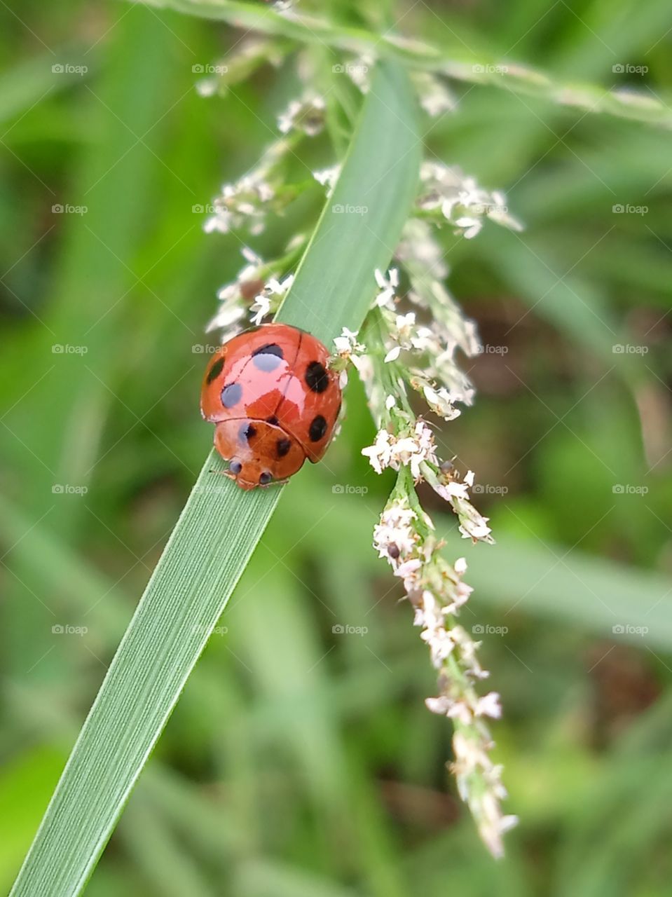 A red ladybug is walking on the grass.