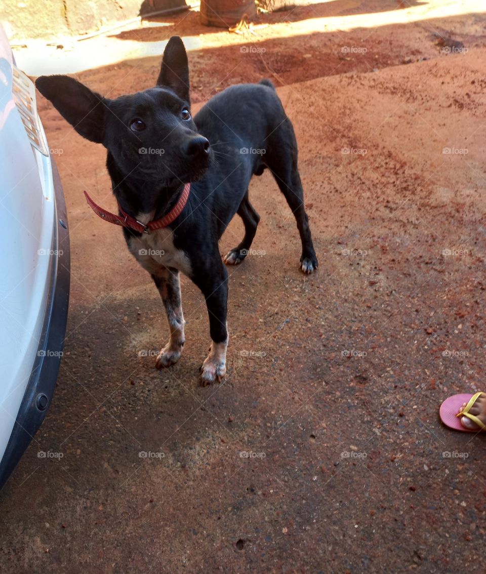 Olhar carinhoso e cativante. Os animais sentem amor por seus donos e, pelo simples fato de ficarem próximos e sentirem seguros e confortáveis; eles suspiram e dão suaves gemidos, demonstrando afeto.