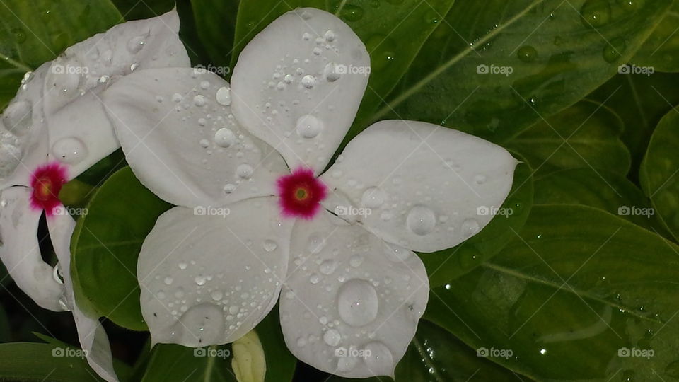 Dew drops on white flower