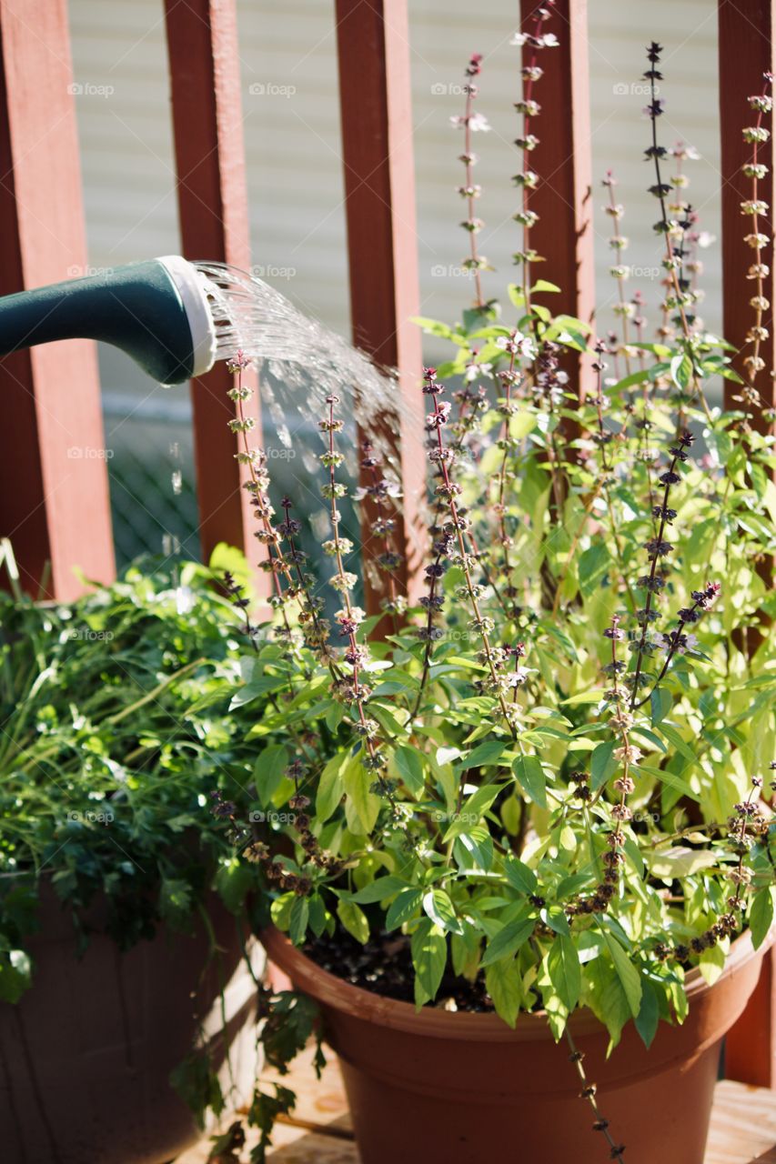 Watering the potted herbs