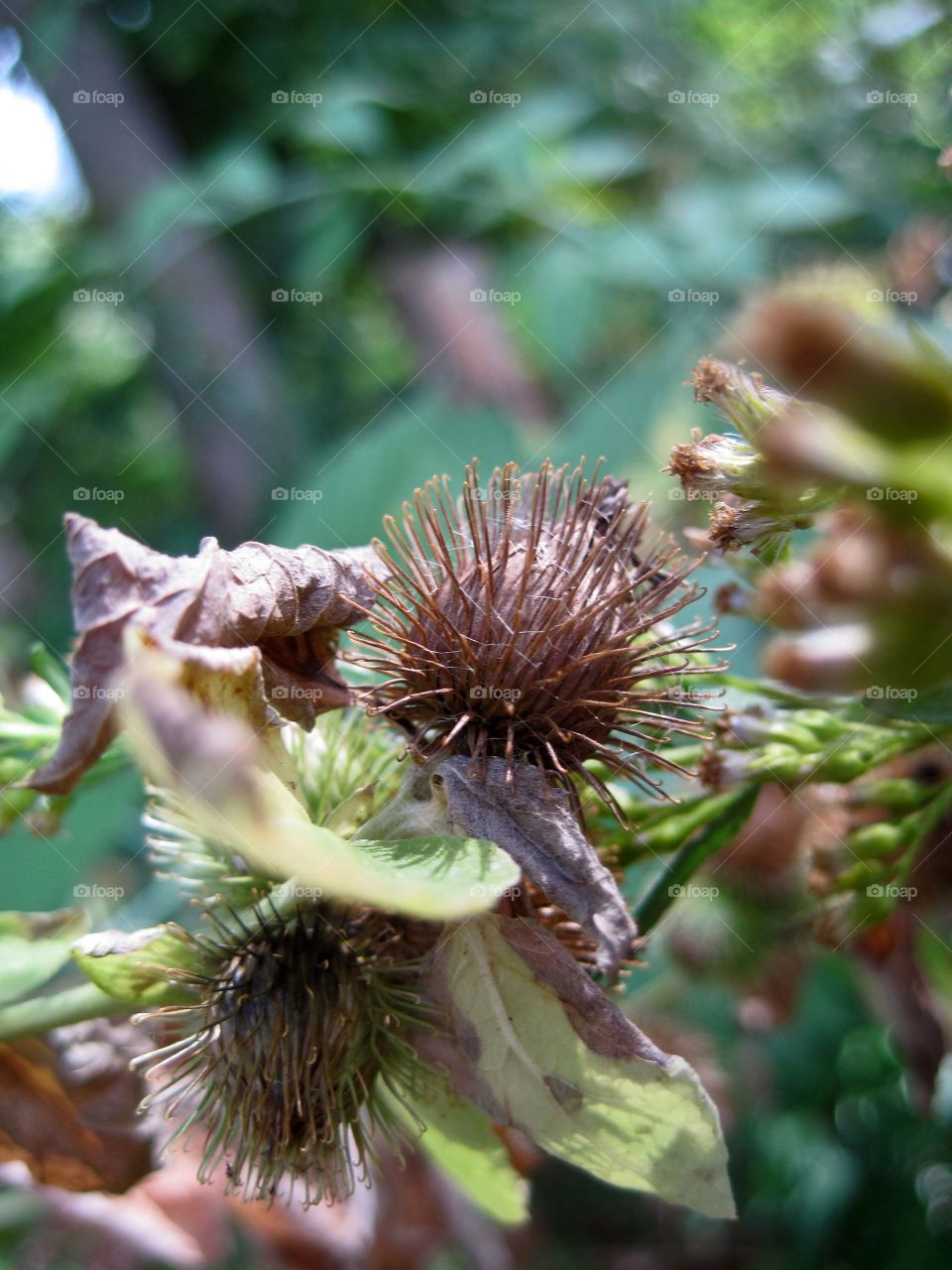 burdock 