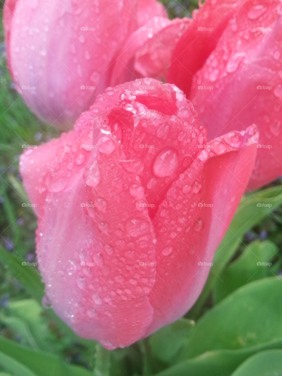 tulips in the afternoon rain