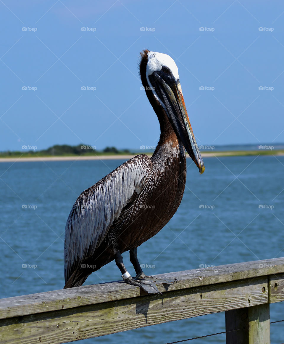 Pelican in Southport NC