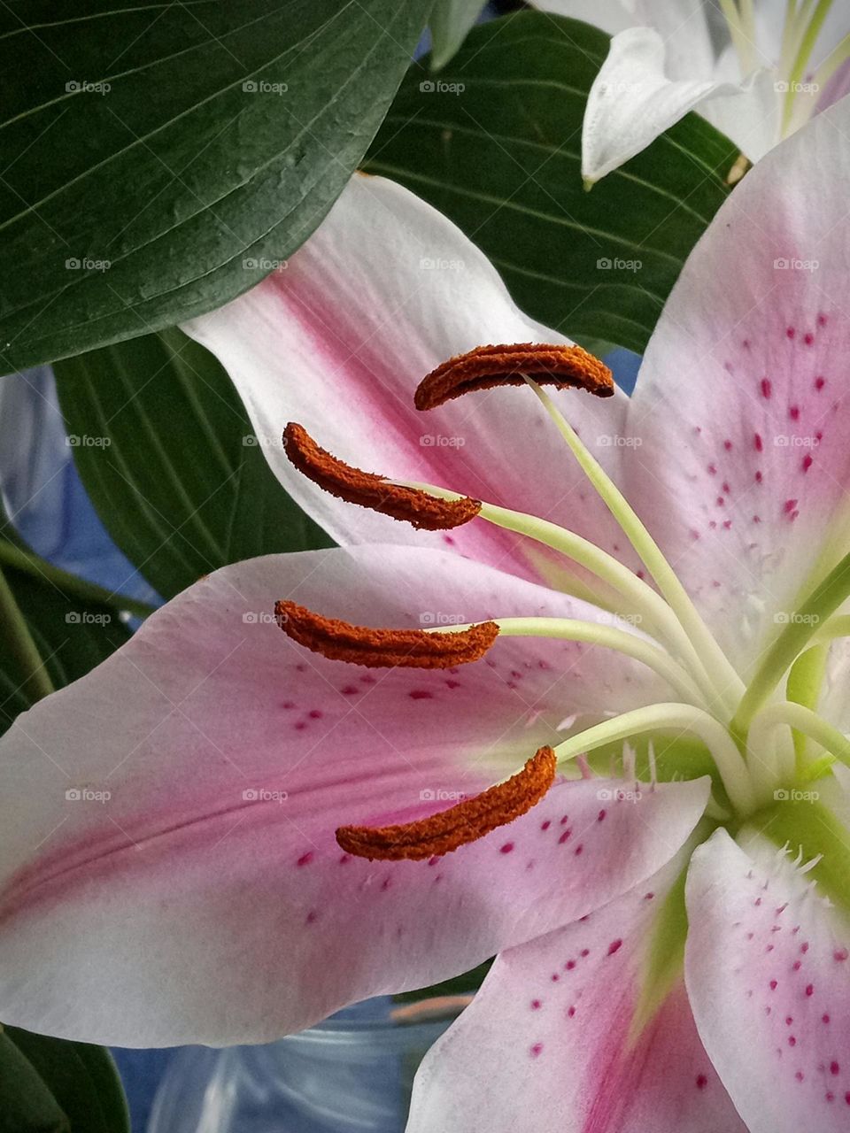 Soft pink Easter Lily in a gently lit window at my church. Traditions of Resurrection Sunday.