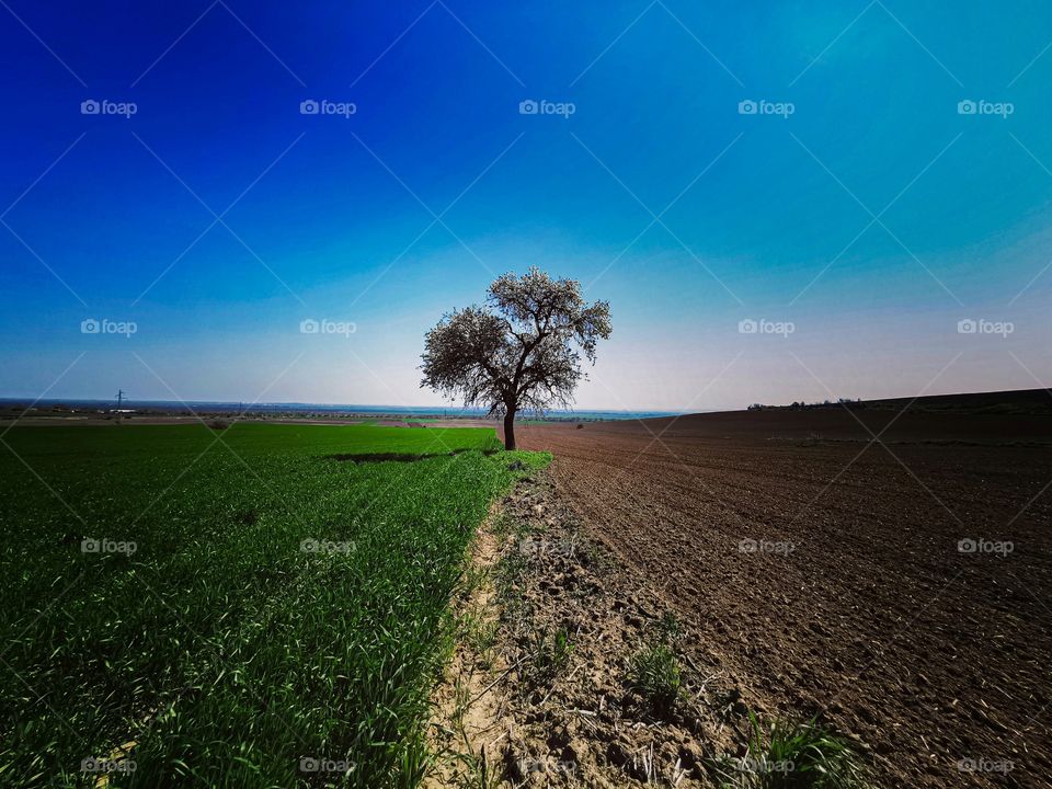 Lonely tree in the field