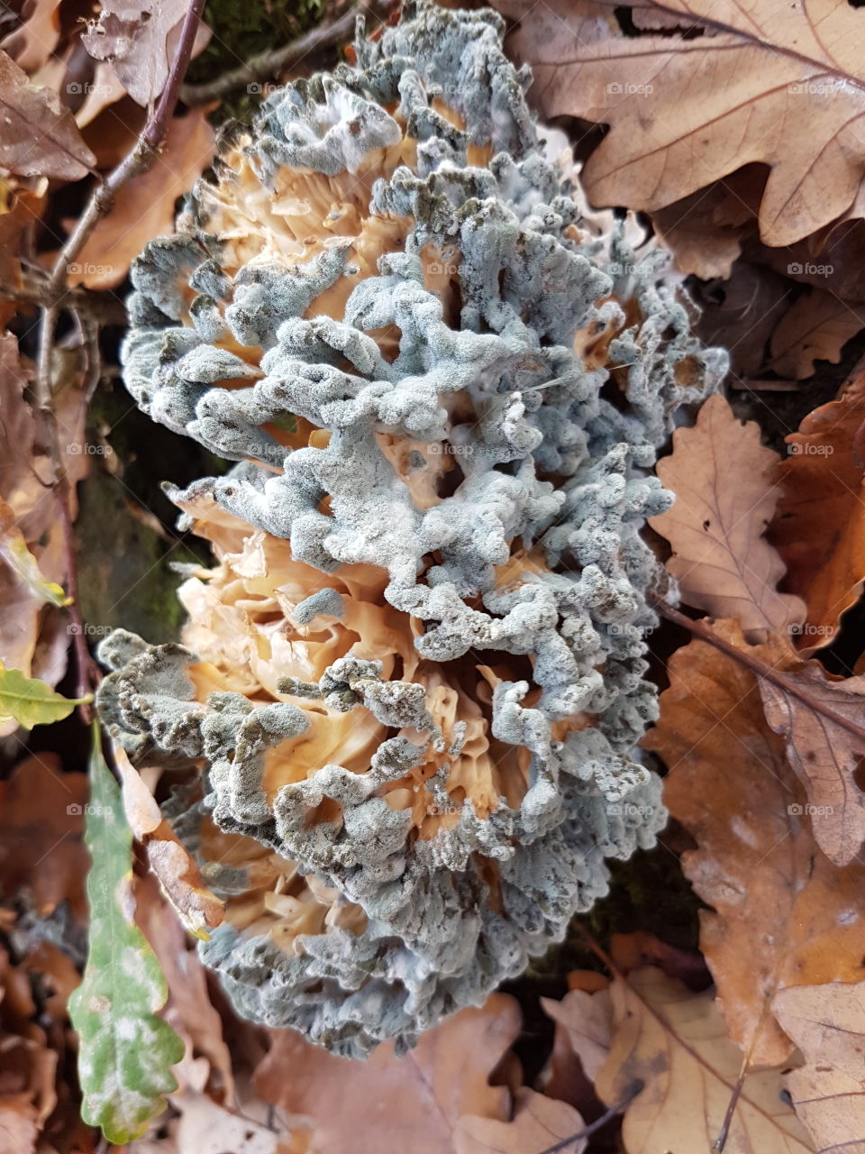 champignon des forêts
