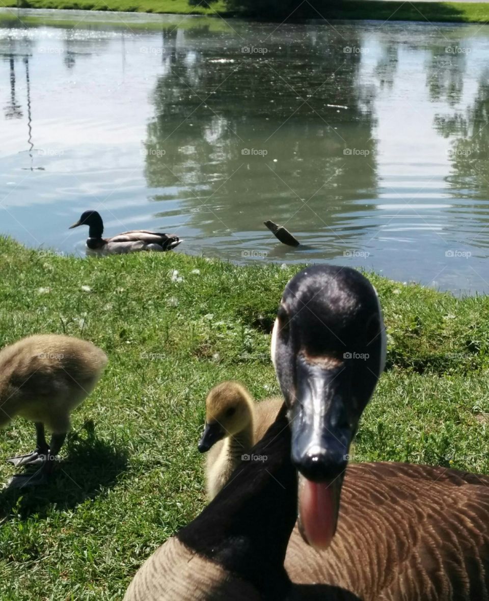 Goose in my face. Goose honking in my face while taking a picture