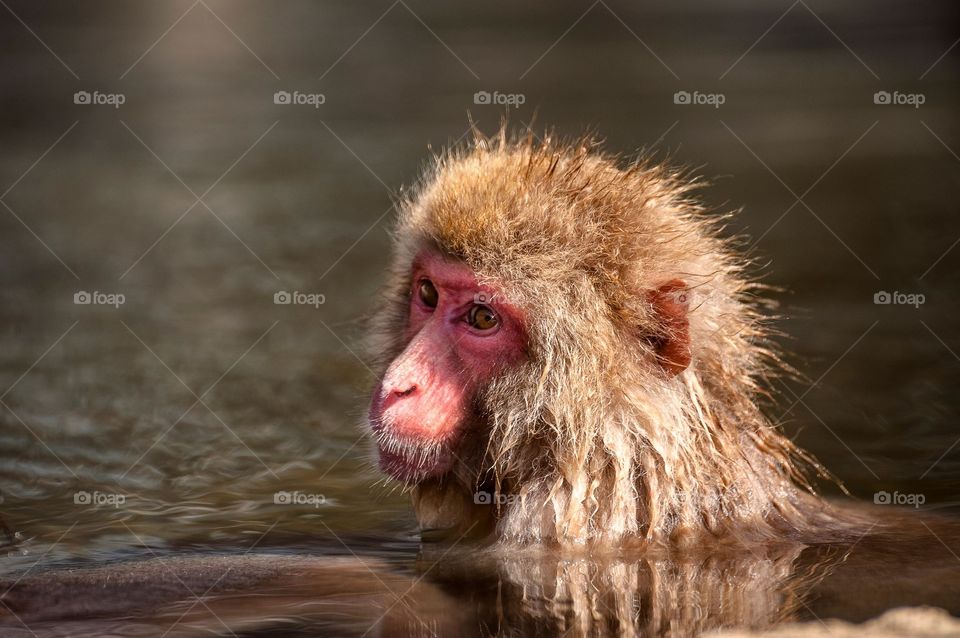 Snow monkey bathing in a hot spring, Japan.
温泉の中に猿、地獄谷、日本。