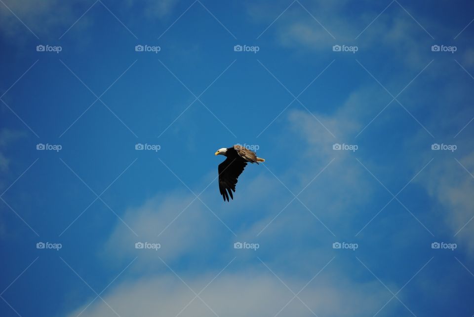 A bald eagle soars though the clear blue sky