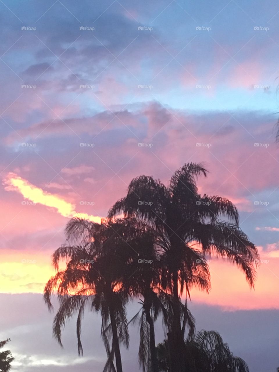 Sunset Palm Sky