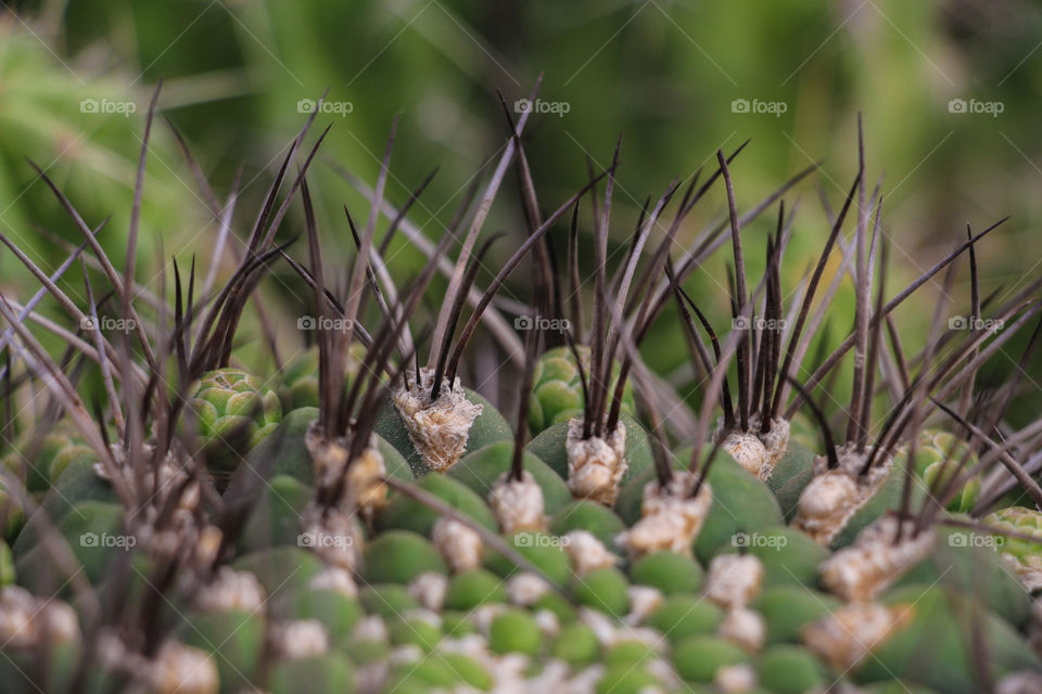 A close-up on cactus plant