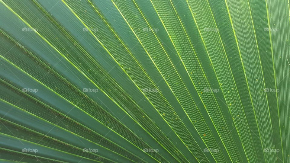 palm leaf