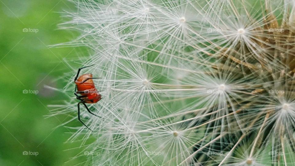 Macro shot of red spider on dandelion