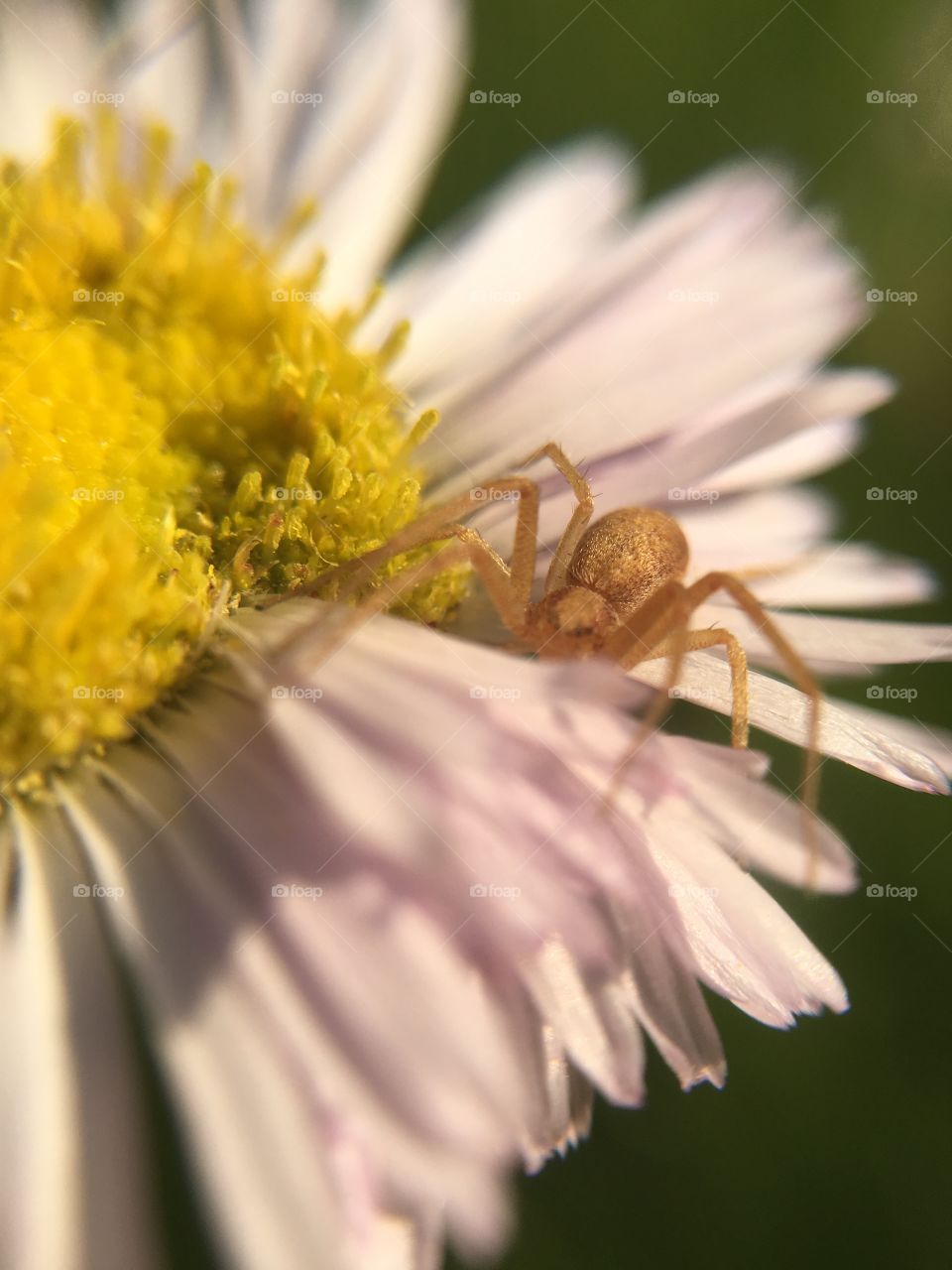 Spider lying in wait