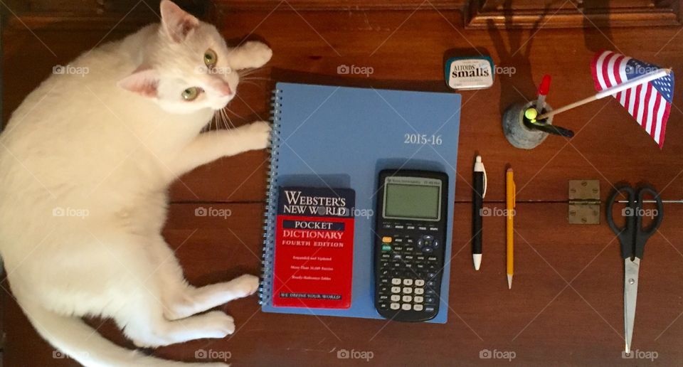 Cat looks up from desk. Snowy loves to sit on my desk.