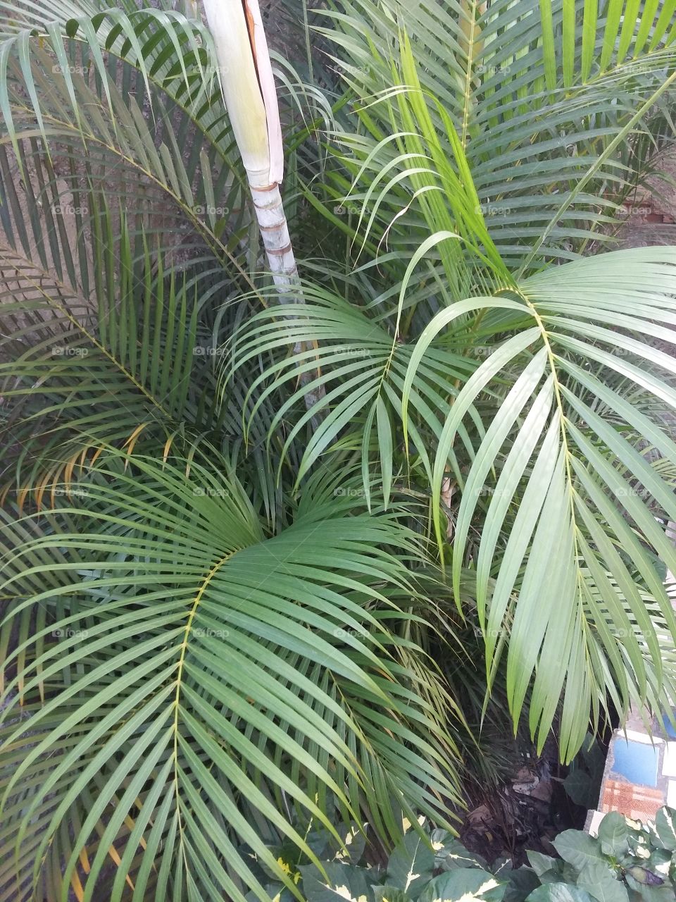 Folhas de coqueiro