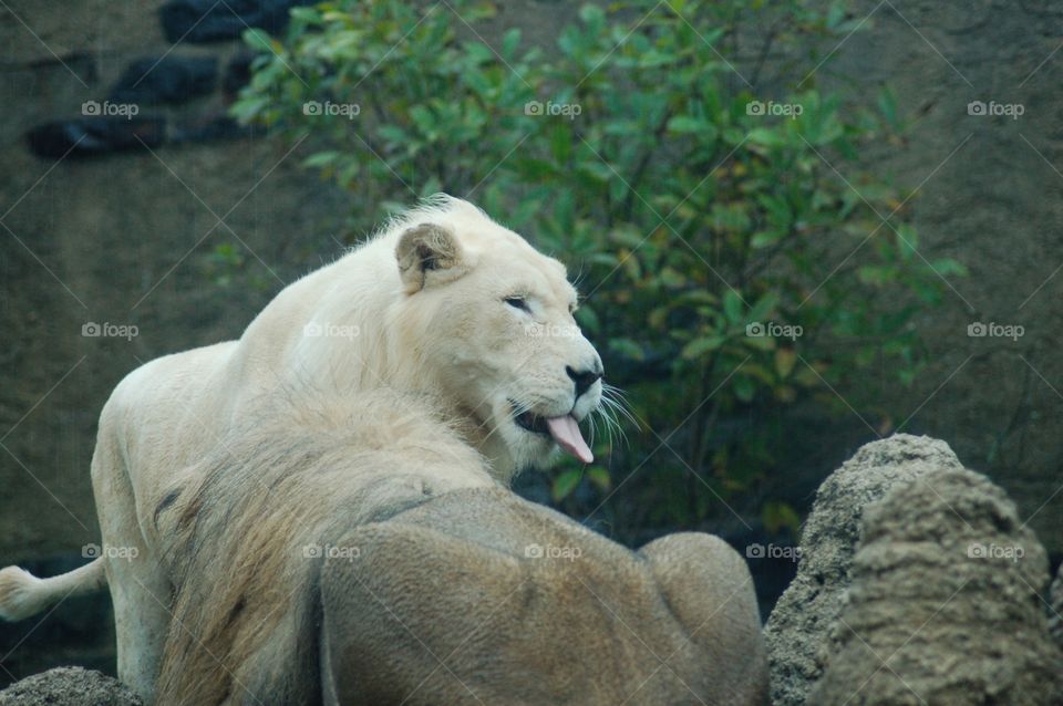 Lion sticking out tongue . Lion sticking out tongue 