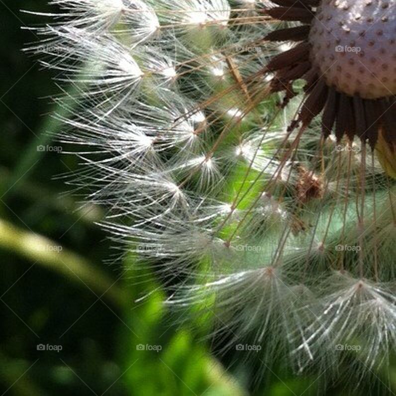 dandelion flower summer by smartini65