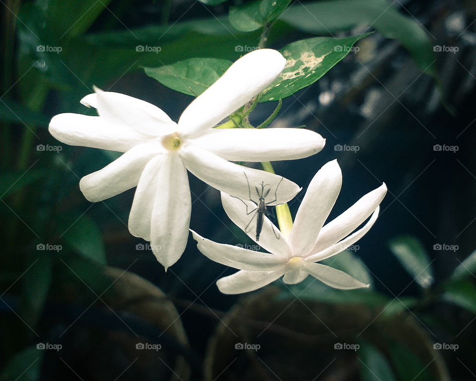 beautiful white flower with mosquito