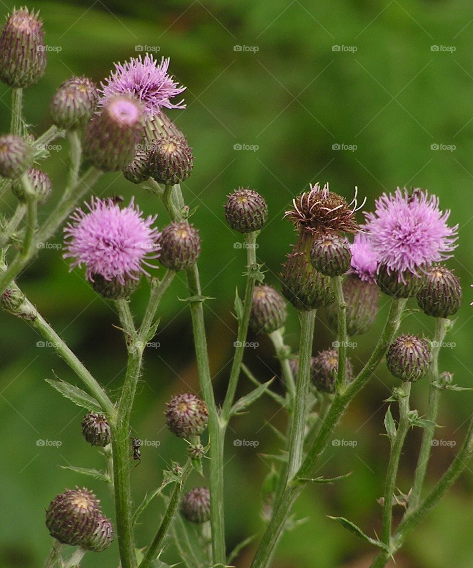 purple thistle on a farm in Texas