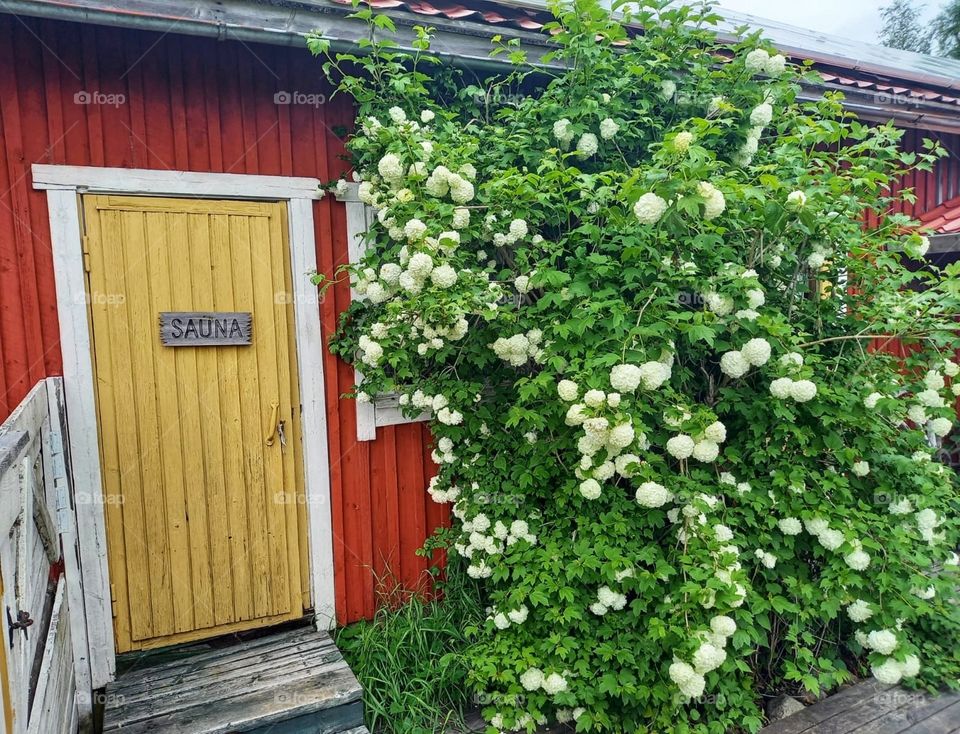 Viburnum opulus grows in my mother's home against the sauna wall wonderfully!