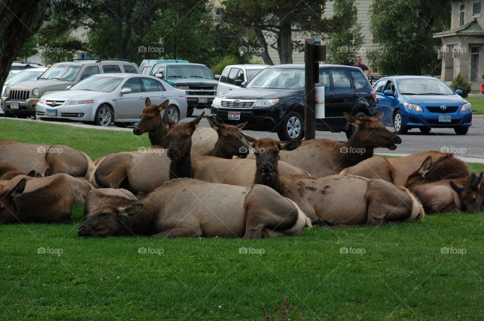 elk. Elks are resting at town center