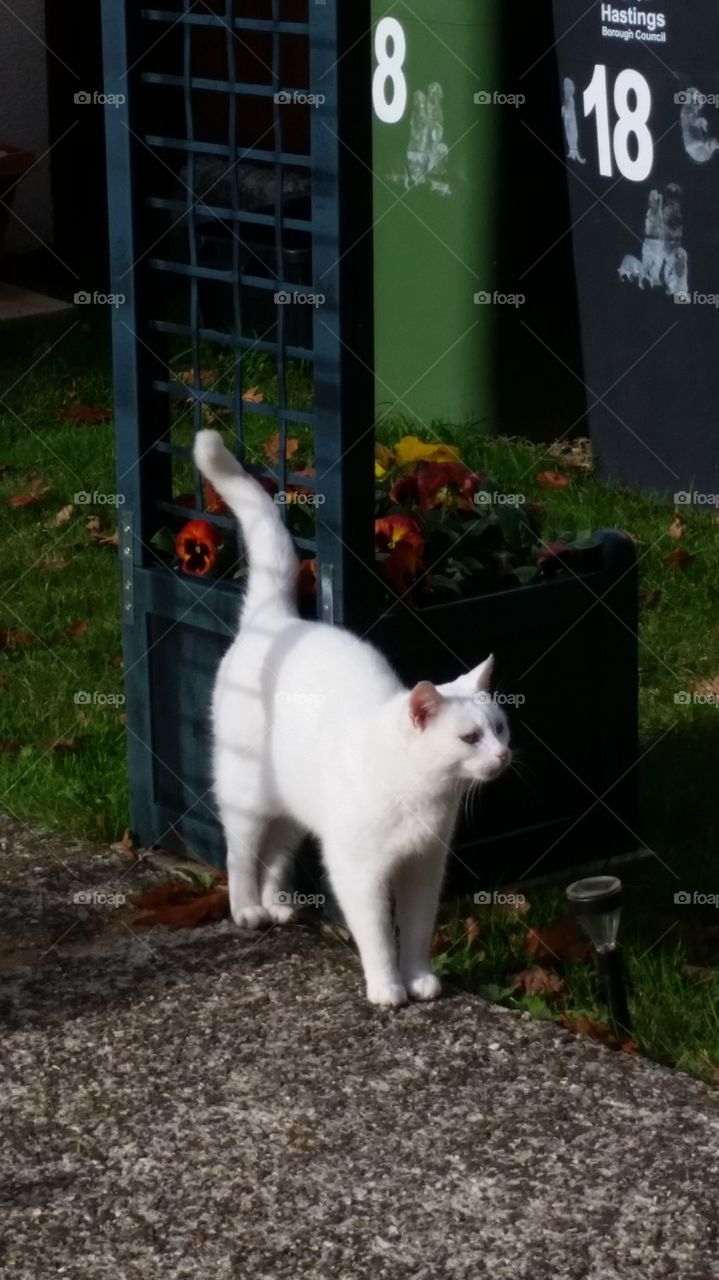 Cat, Mammal, No Person, Pet, Cute