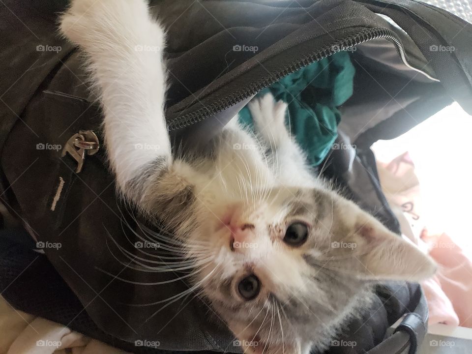 kitten in bag