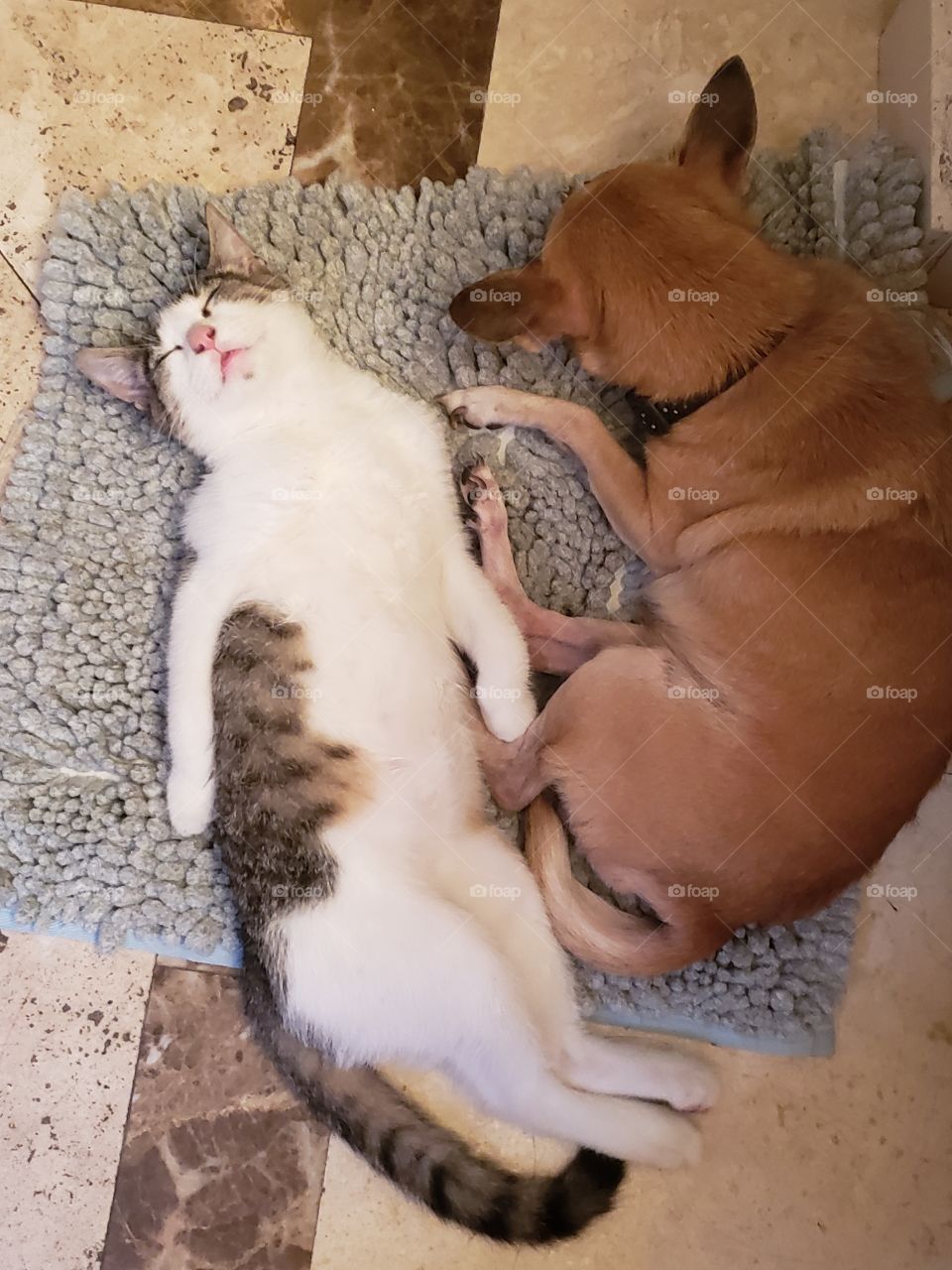 Real cat sleeping on his back next to chihuahua so sweet in bathroom peacefully