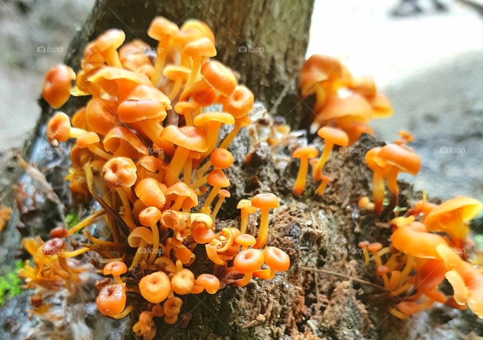 Wild Mushroom found in Bhutan.