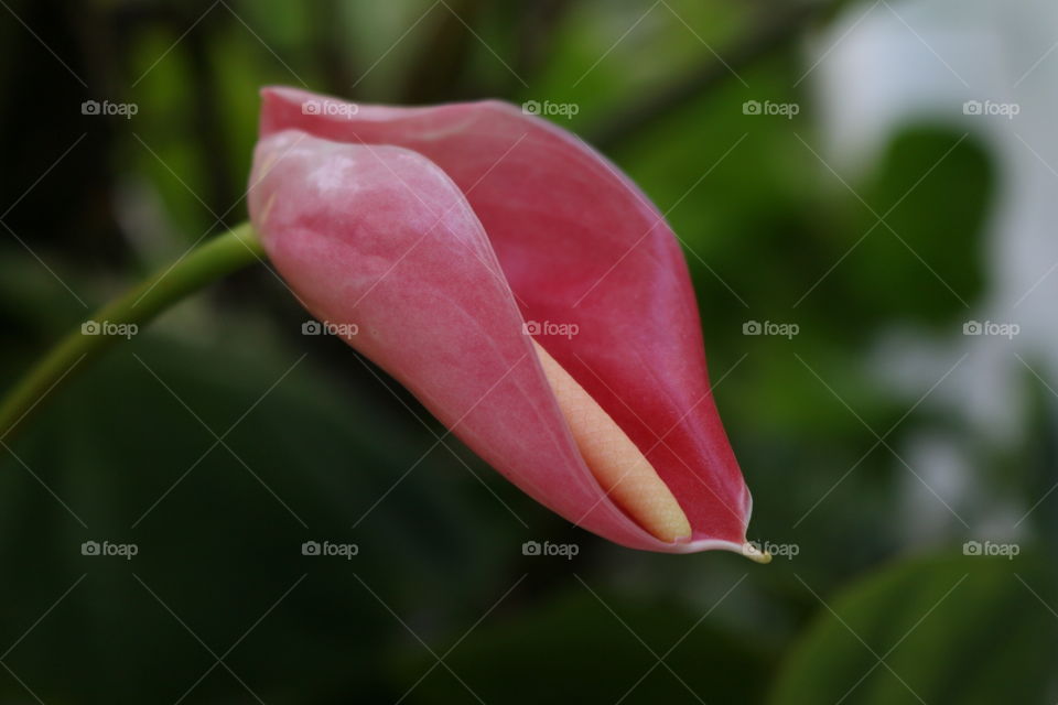 Anthurium