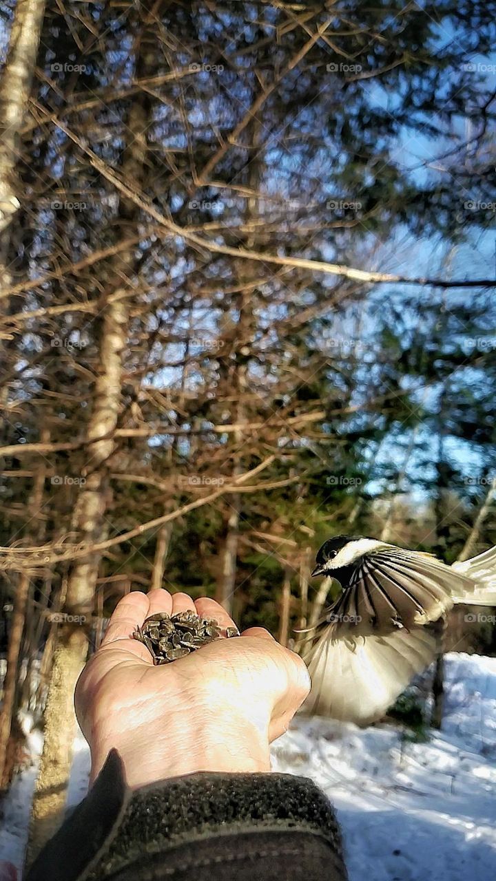 Feeding a wild chickadee