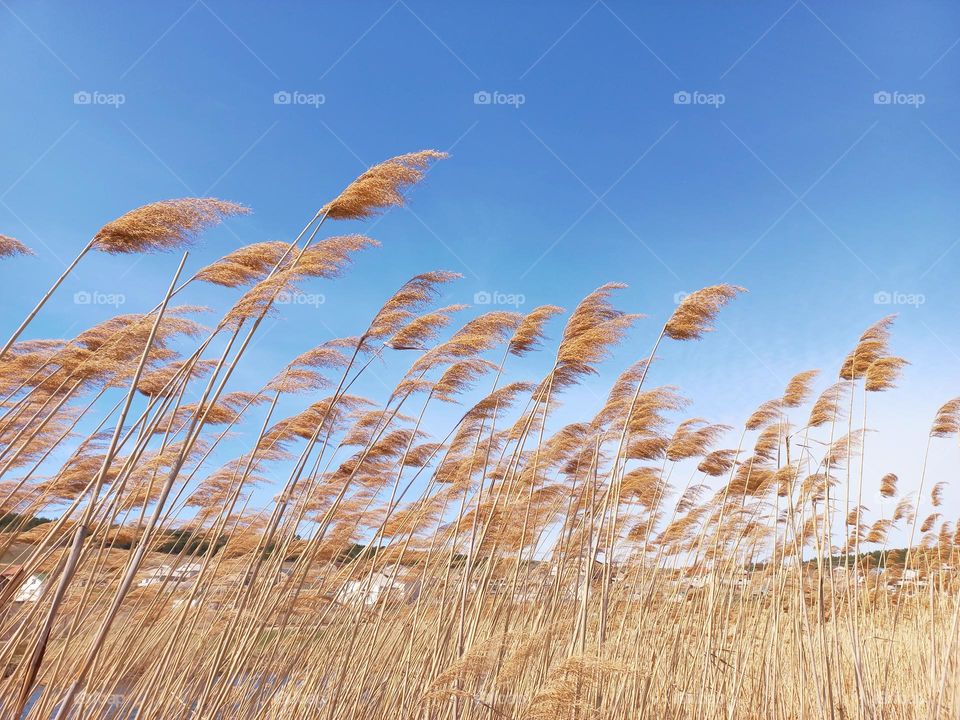 reeds against the blue sky