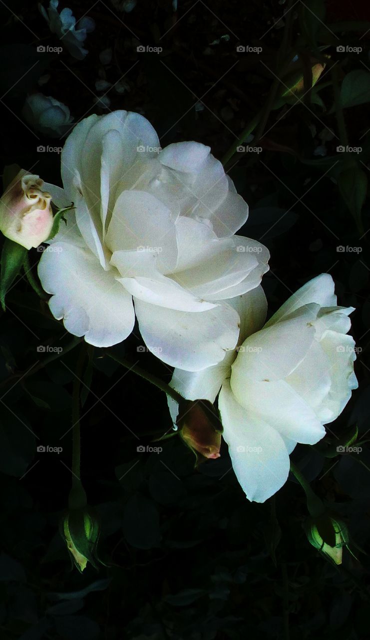 Blooming white roses
