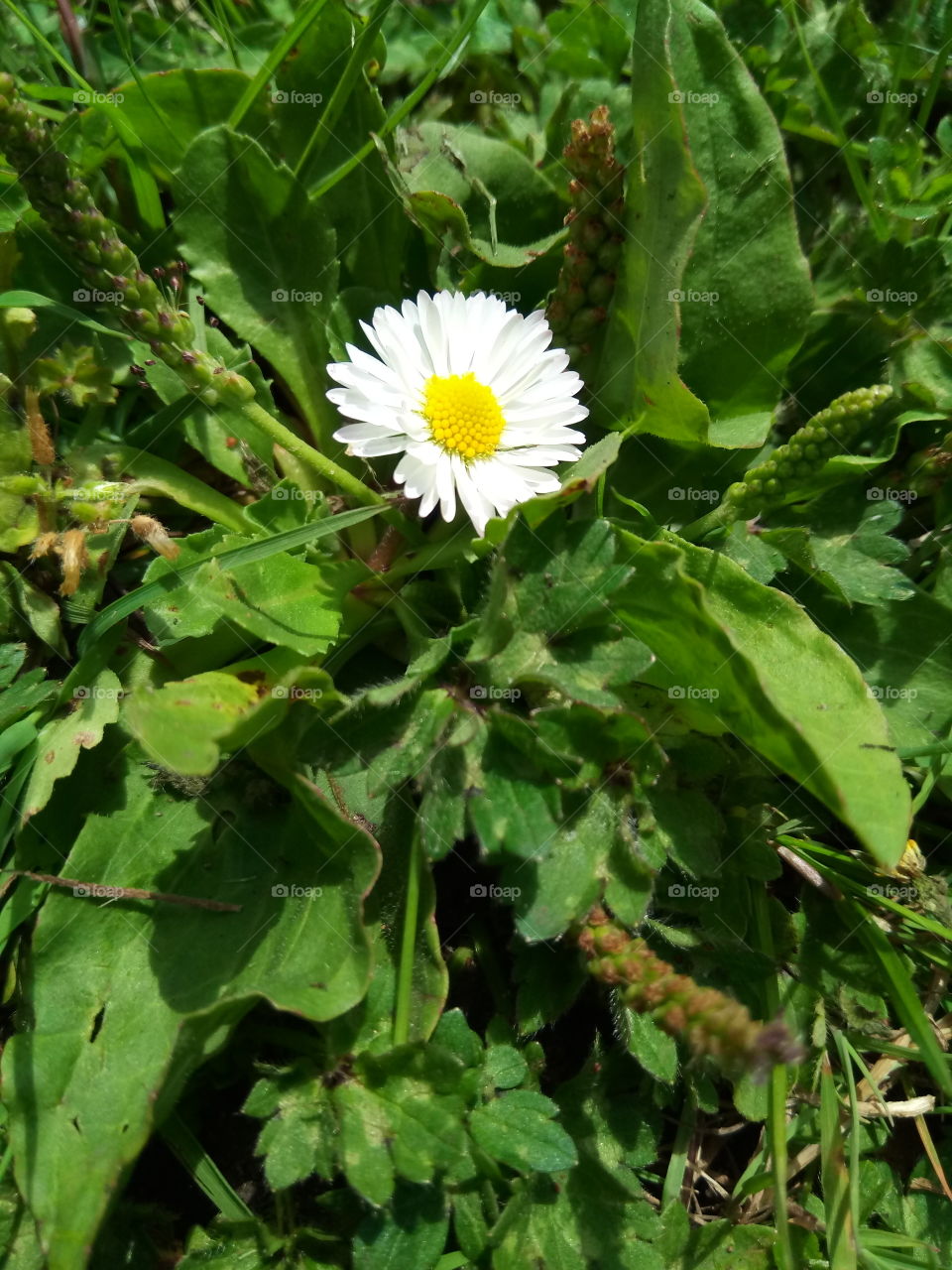 Close up of tiny flower in the grass