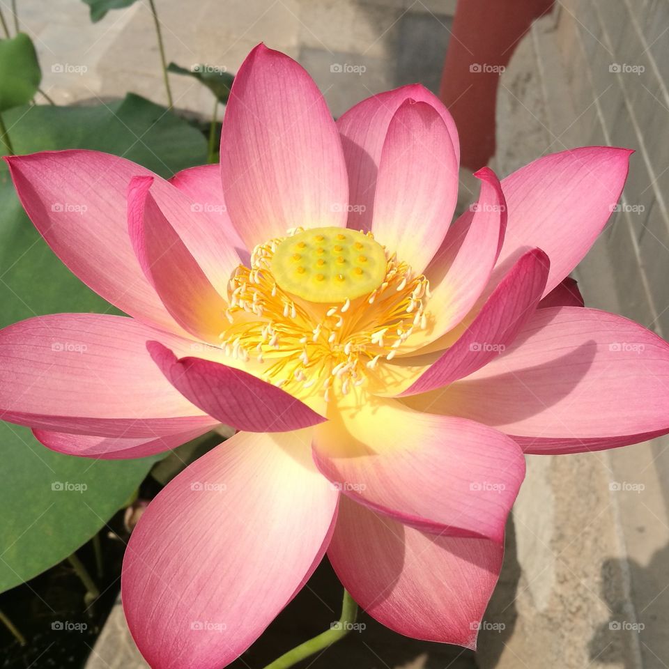 beauty Lotus