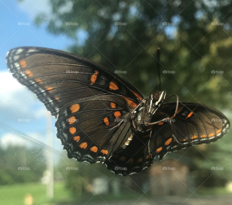 Butterfly Buddy 