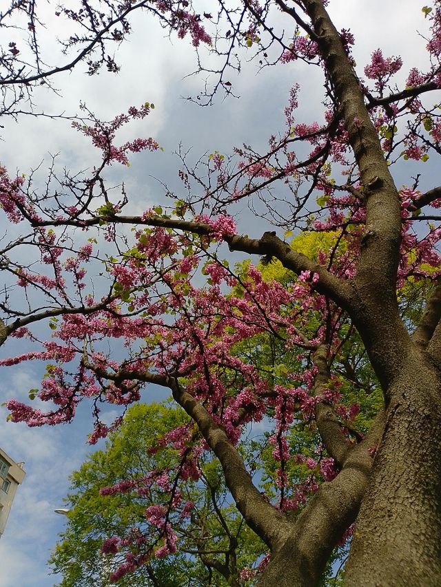 Tree in the park