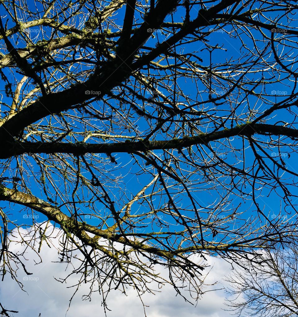 Bare branches and sky