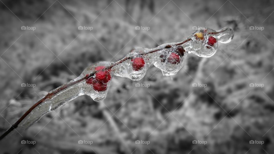 Frozen Wild Berries