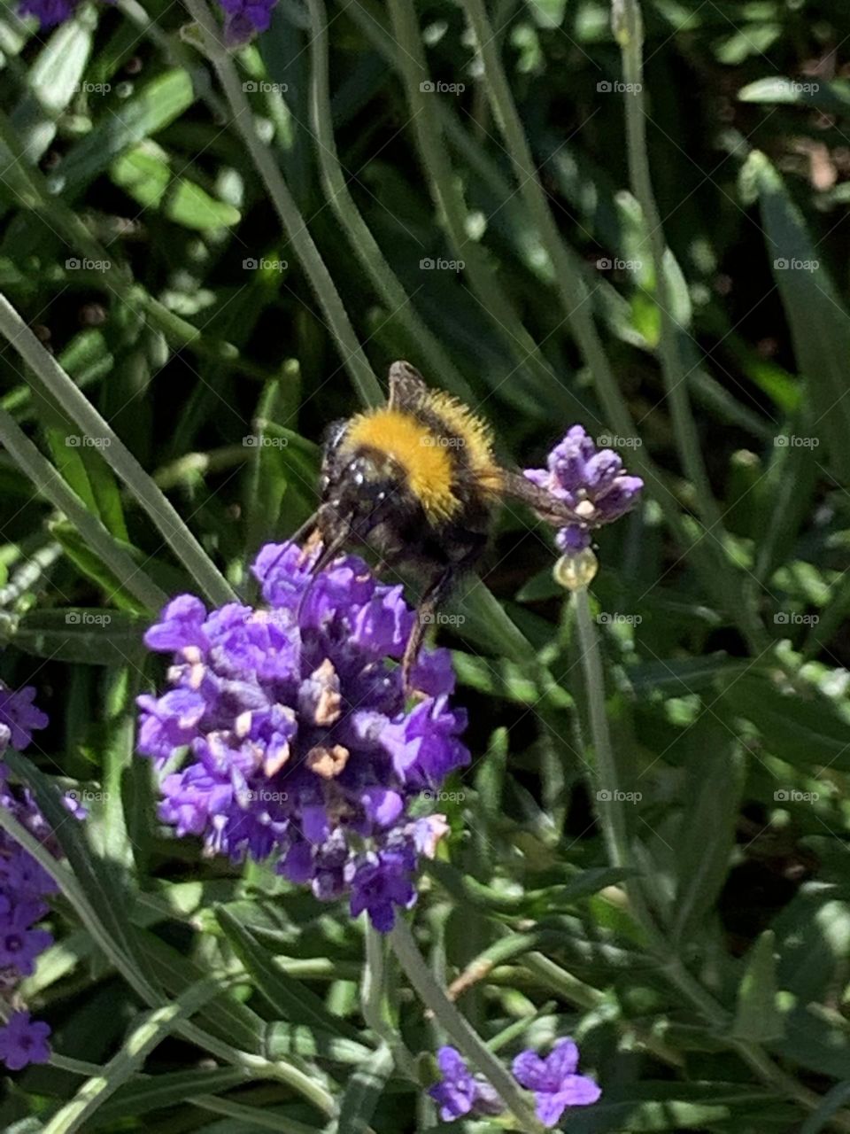 A Walk through Redburn Dene