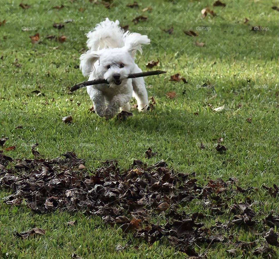 Pup playing fetch! 