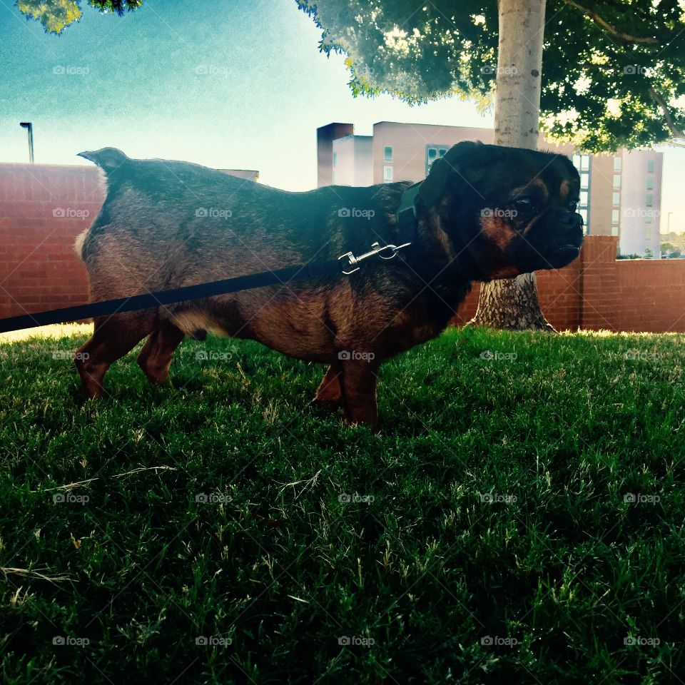 Walking my Brussels griffon brown dog 